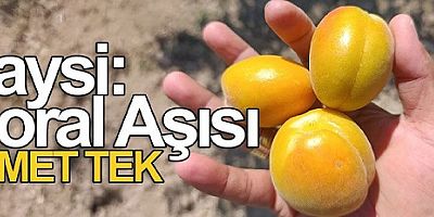 Gaysi: Moral Aşısı